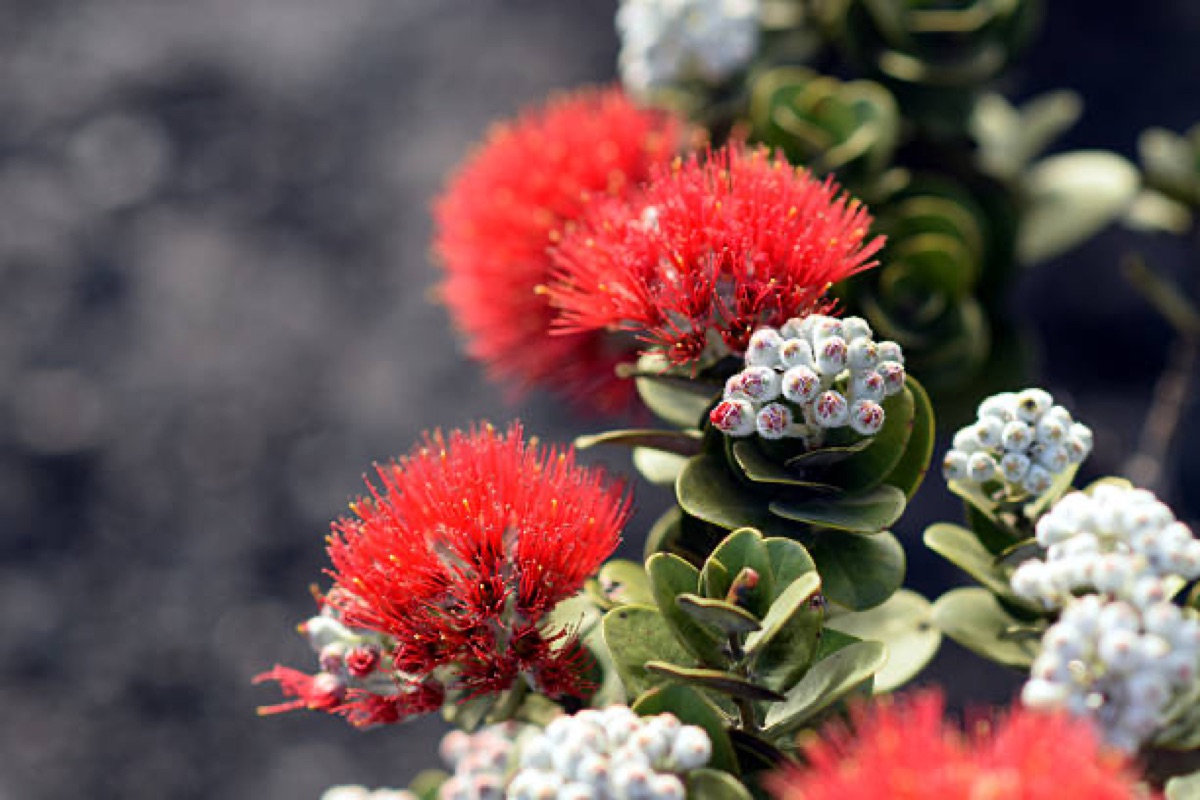 Papa Liko Lehua