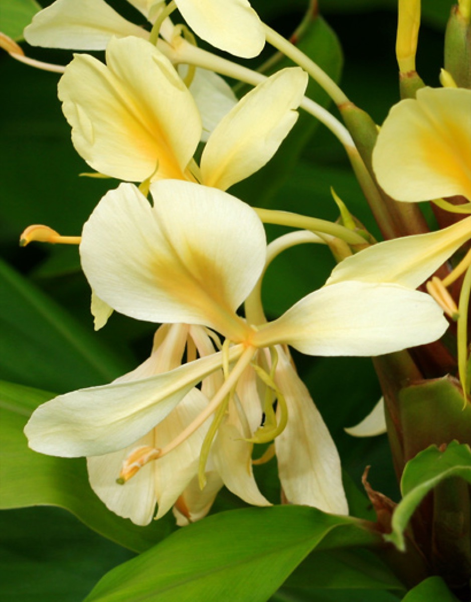 Papa ʻOluʻolu (Gracious Ladies)