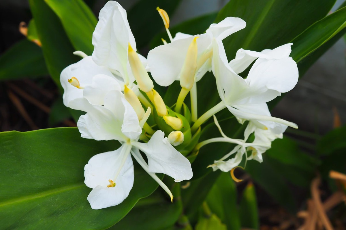 Papa Mākua
